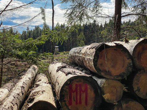 Waldsterben durch Trockenheit