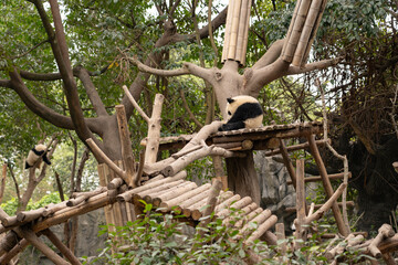 Obraz premium Pandas in the base of Chengdu, China.
