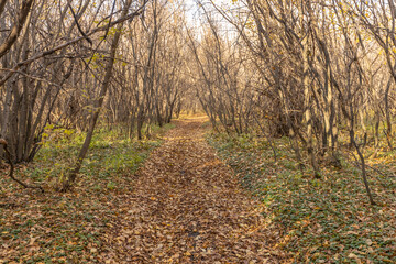 The road in the forest is covered with yellow dry leaves. Autumn background