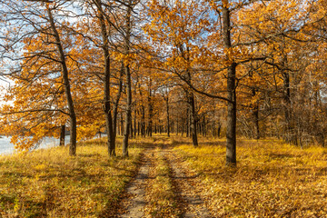 Naklejka premium The road in the yellow oak grove in autumn
