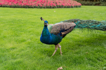 Fototapeta premium Peacock in the grass, in the base of Panda in Chengdu China