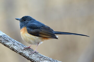 bird
