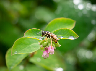 European wasp Vespula vulgaris drinking rainwater droplet from a leaf pollinating flowers