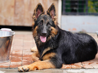 german shepherd puppy