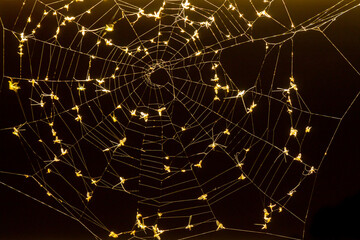 Golden web