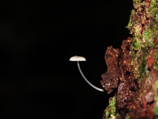 Tiny mushroom