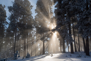 Impressive view of fog and sunlight after frost on the famous Sarıkamış ski slopes with its...