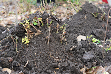 Autumn rose care and winterizing. Mounding pruned roses with soil and mulch to protect rose bush...
