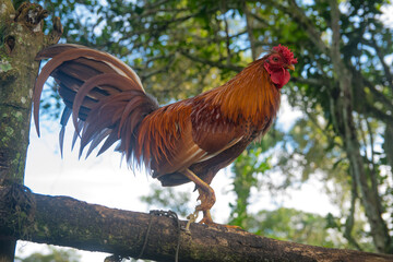 Fighting rooster with colorful and well-trained plumage