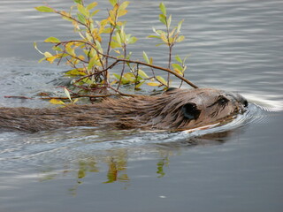 Biber mit Wintervorrat