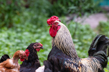 Rooster and chickens walk on grass in courtyard of house