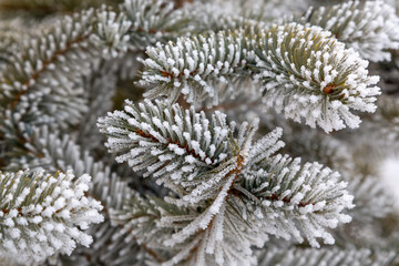 Pine tree branches with frozen coniferous leaves after frost.