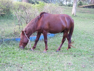 grazing horses in the meadow