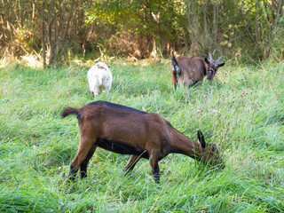 Herd of goats grazing on a green meadow