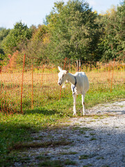 Obraz na płótnie Canvas White goat standing on path in autumn sunny day