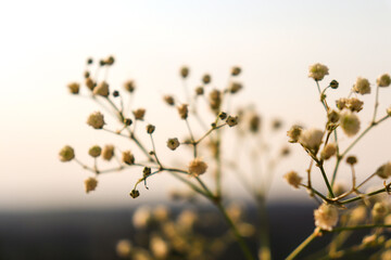 Mosquitinho, flores de casamento.