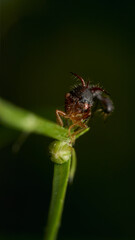 Details of a strange insect perched on a green branch.