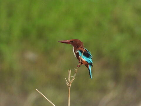 Beautiful kingfisher © Abdullah
