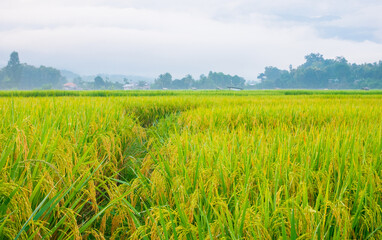Green rice fields in the rainy season and mountains beautiful natural scenery
