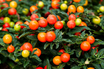 Winter cherry or Jerusalem cherry ornamental plant for Christmas with bright red berries. Solanum Pseudocapsicum background