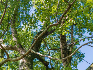 秋晴れの滋賀県大津市　膳所城跡公園を散策
