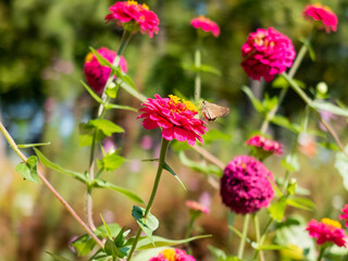 秋晴れの滋賀県大津市　膳所城跡公園を散策