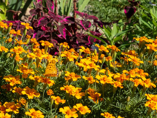 秋晴れの滋賀県大津市　膳所城跡公園を散策