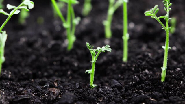 Growing plants in spring timelapse, sprouts germination from seeds, newborn chickpeas agriculture in greenhouse , Natural beautiful concept, Alone Plant, Clean and eco-friendly