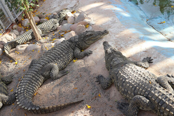 alligators in the swamp