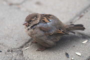 sparrow on the ground