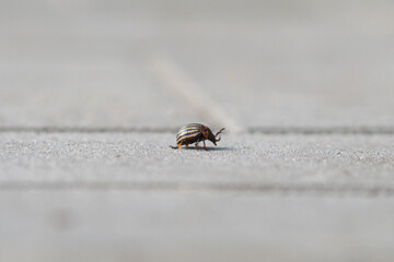 bug on the wall