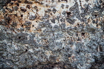 Close-up of tree bark. An old tree. The texture of an uneven and rough wood surface.
