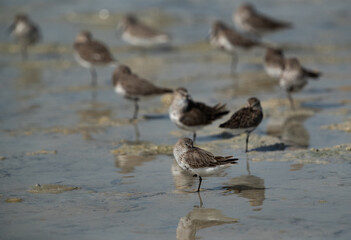 Dunlins resting at Busaiteen coast, Bahrain