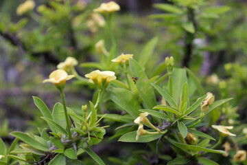 Obraz premium Inseto entre flores