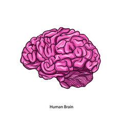 Human Brain vector vector graphics
