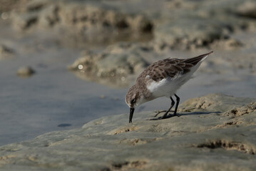Little Stint feeding druing low tide at Busaiteen coast, Bahrain
