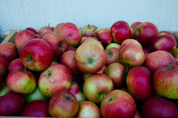 Closeup shot of fresh red and yellow apples