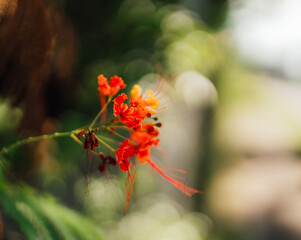 grasshopper on flower beautiful color 
