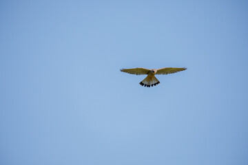 Kestrel