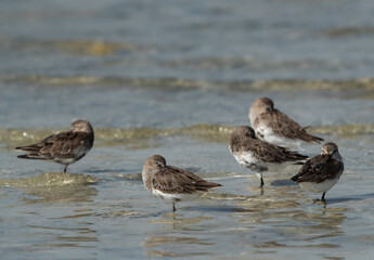 Dunlins resting at Busaiteen coast, Bahrain