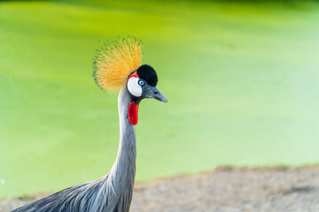Birds of Uganda or Grey crowned crane (Balearica regulorum) with its stiff golden feathers on head in the field looking side.