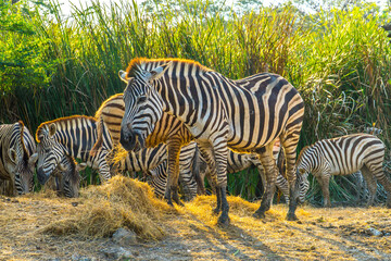 Fototapeta na wymiar portrait of zebra eating food in safari park.