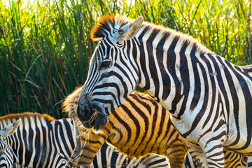 portrait of zebra eating food in safari park.