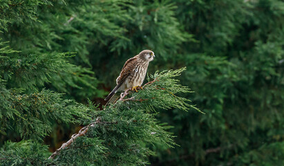 Kestrel