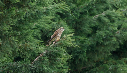 Kestrel