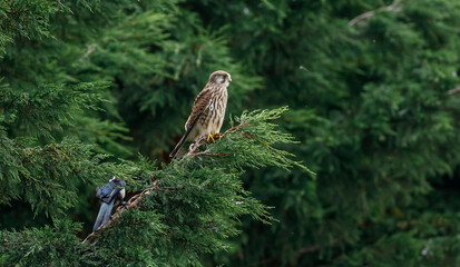 Kestrel