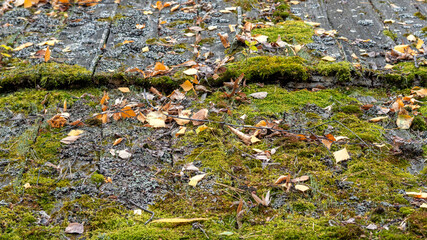 Background from old wooden boards covered with moss and lichen. Photos of boards fitted to each other.