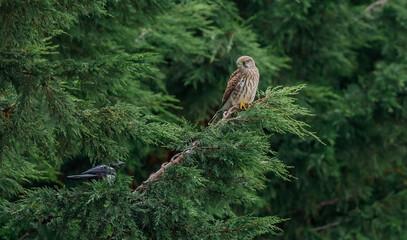 Kestrel
