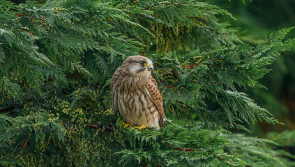 Kestrel