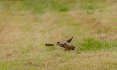 Kestrel